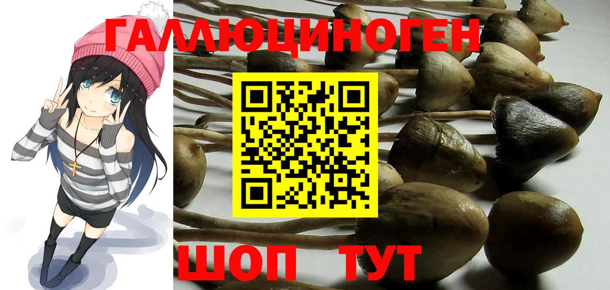 Мурино  Галлюциногенные грибы GOLDEN TEACHER  Вход с VPN  Псилоцибиновые грибы ЛСД 